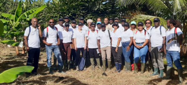 Visites des partenaires sur une plantation de bananiers en Guadeloupe. &copy; Claire Amar