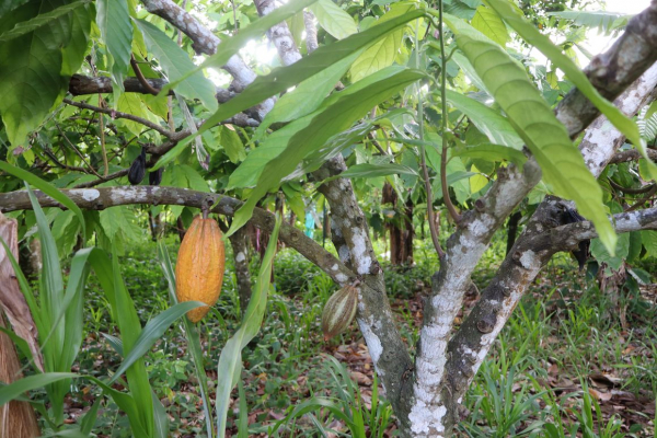 Cacao. &copy; J. R&eacute;miny, CIRAD