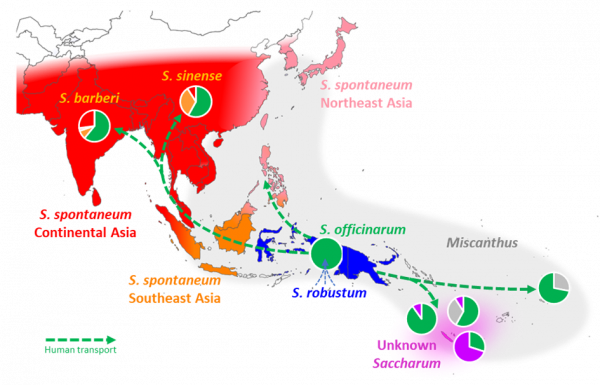 Scénario de domestication et de diversification de la canne à sucre. © Cirad