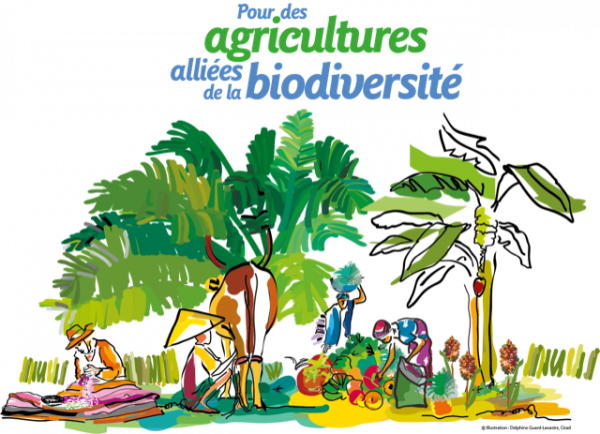 Illustration sia 2020