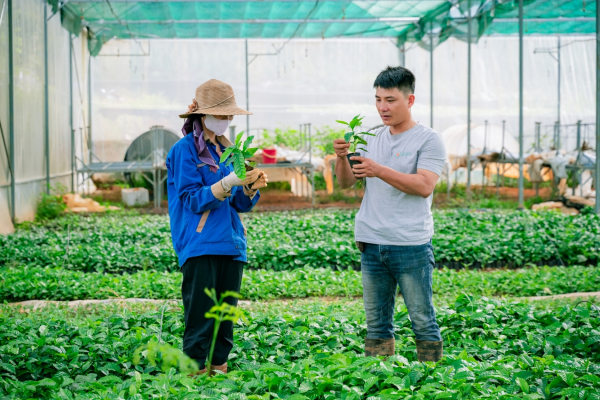 Researchers at NOMAFSI examine young coffee and shade tree seedlings in a greenhouse in Son La province, Vietnam.