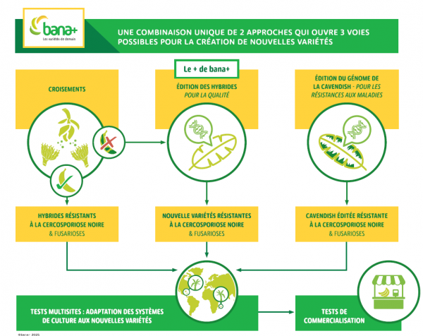 Les 3 voies de bana+