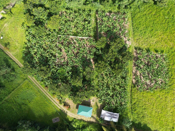 Vue a&eacute;rienne de la parcelle BANABIO. &copy; J.Sainte-Rose, Cirad