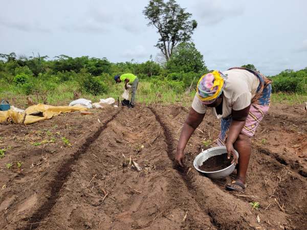 Application of microorganism-enriched compost during an on-farm experiment in Kpomass&egrave;, Benin &copy; A. De Troij, Cirad