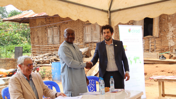 Francis Emmanuel Ngom&egrave;, Directeur g&eacute;n&eacute;ral adjoint de l'IRAD et Ivan Cornut, Chercheur au Cirad &eacute;changent un salut. &copy; O. Ouwe, IRD.