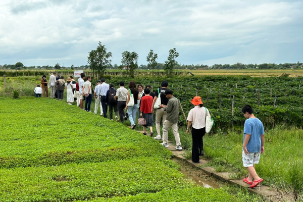 A group of ICBPSA25 participants walk along a narrow path through green Centella asiatica fields during a field visit to a local cooperative in Huế.