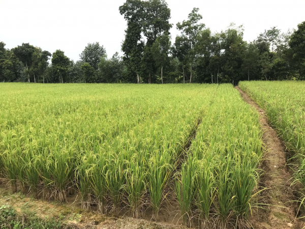 Small rice field in Sumatra (Indonesia), source of rice straw. &copy; JM Roda