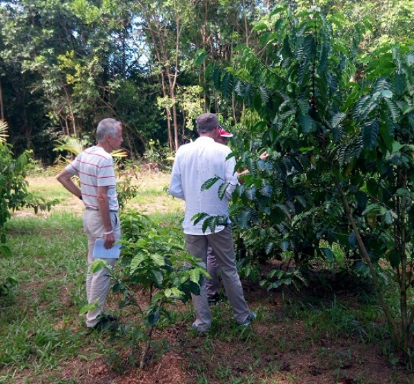 Visite des caféiers © T. Leroy, Cirad