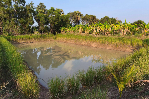 Étang entouré de verdure