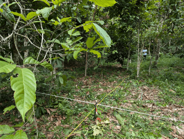 Détermination de la position des haubans qui permettront d’assurer la stabilité du pylône. © I. Cornut, Cirad