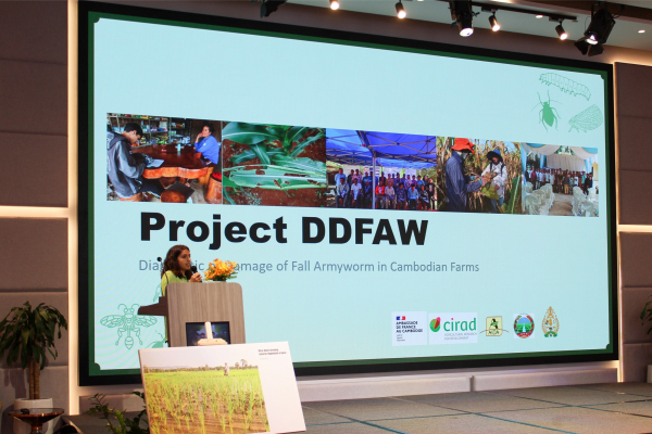 CIRAD DDFAW presentation on multi pest management approach