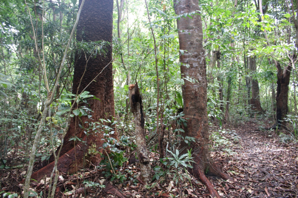 Trace des coupes d&rsquo;arbre dans la r&eacute;serve de Tampolo