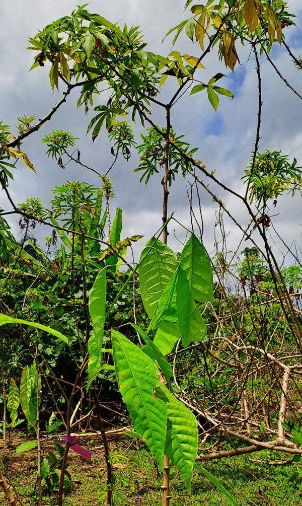 Cacaoyer sous manioc, dans une parcelle contamin&eacute;e &copy; A-R. Sayadi Maazou, Cirad
