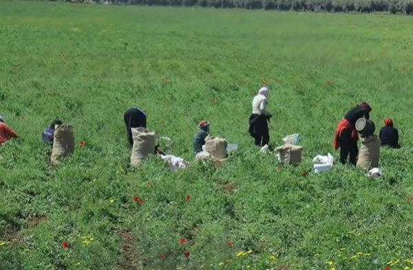 Ouvri&egrave;res agricoles en Tunisie