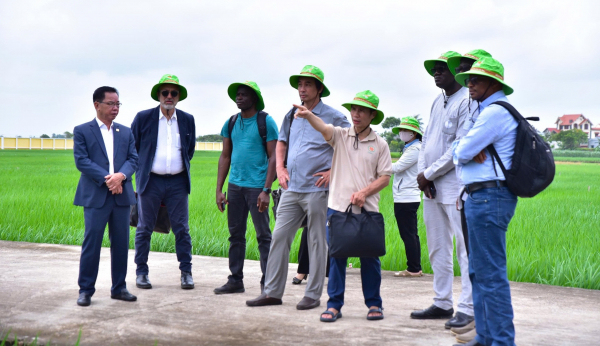 The Senegalese delegation visiting rice fields with ThaiBinh Seed in Hưng Yên province.