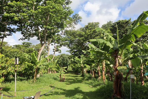 Dispositif BANABIO. &copy; J.R&eacute;miny, CIRAD