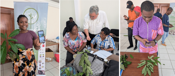 Test de l’application Pl@ntNet. © One Forest Vision