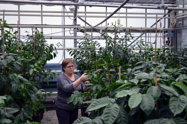 C’est en étudiant sous serre le cycle circadien des caféiers, et ses perturbations liées au changement climatique, que les scientifiques ont remarqué une expression atypique de certains gènes du caféier, liées à la lumière de la lune © B. Bertrand, Cirad