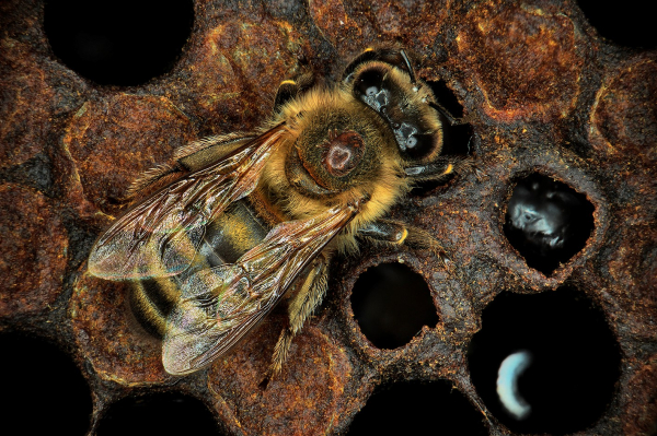 Abeille affectée par le parasite Varroa destructor