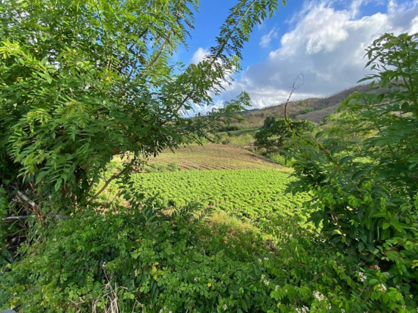 Parcelles de laitues, Saint-Pierre. &copy; L. Parrot, Cirad.