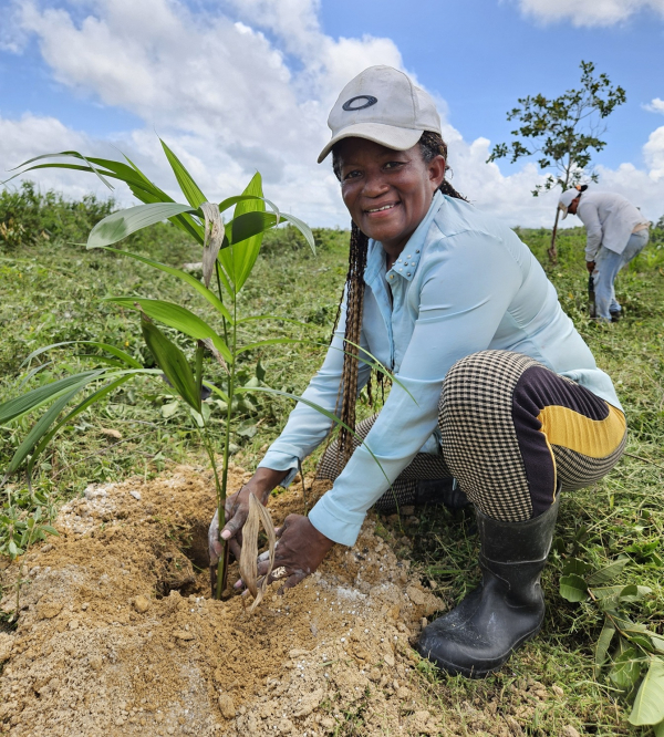 Maria Oenice de Oliveira Xavier en train de planter un pied d&rsquo;a&ccedil;a&iacute; au milieu d&rsquo;une couverture d&rsquo;engrais vert, sur une exploitation de la commune de Paragominas &copy; Ravena Figueiredo