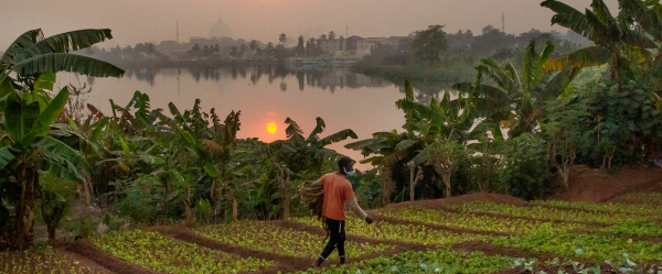 COP30 sobre o clima chegou ao fim na sexta-feira, 21 de novembro. As discuss&otilde;es sobre a transi&ccedil;&atilde;o dos sistemas alimentares avan&ccedil;aram lentamente. &copy; R. Belmin, Cirad