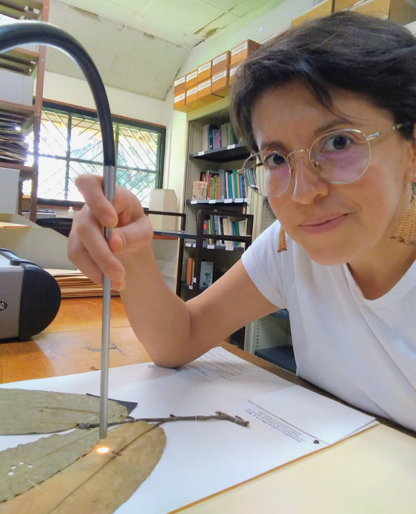 Daniela Florez &copy; D. Florez, Cirad