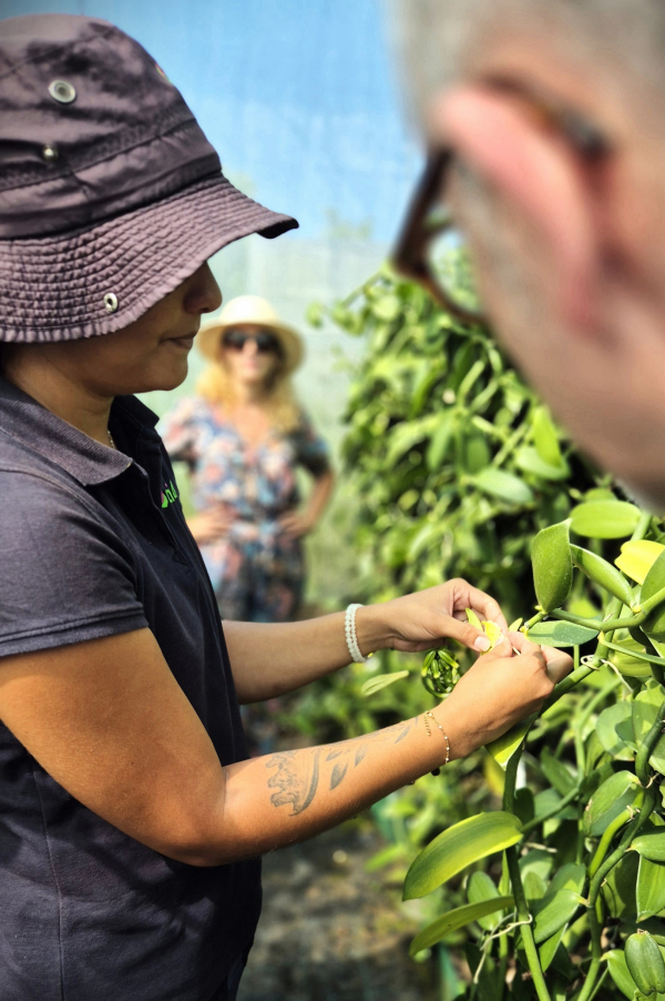 D&eacute;borah Turpin dans l'ombri&egrave;re sur la station exp&eacute;rimentale de Bassin-Plat &copy; D. Josserond, Cirad