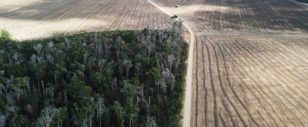Parcela agr&iacute;cola avan&ccedil;ando na floresta, no estado do Par&aacute;, no Brasil &copy; L. Blanc, Cirad