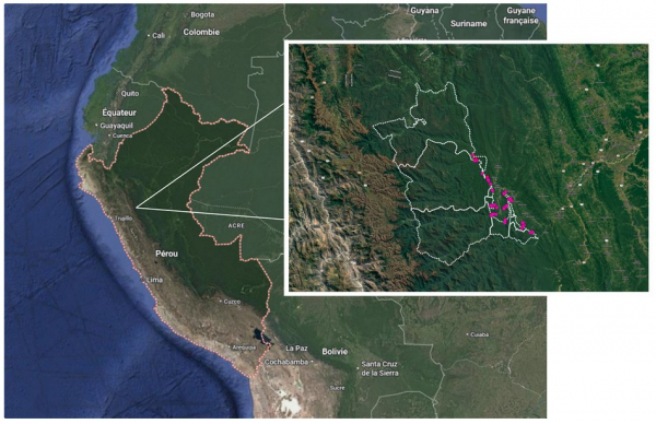 The expedition covered 11 primary forest concessions protected by local communities (in white on the smaller map). In pink, the 165 wild cocoa trees geolocated