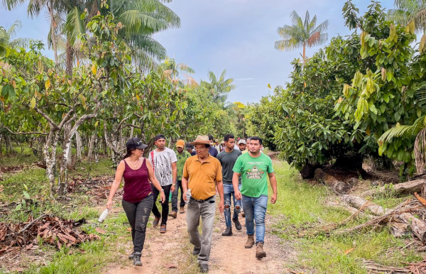 Lívia Navegantes (Université Fédérale du Pará) visite un système agroforestier qui associe plusieurs espèces, dont du cacao et de l’açai, le fruit d’un palmier © Refloramaz