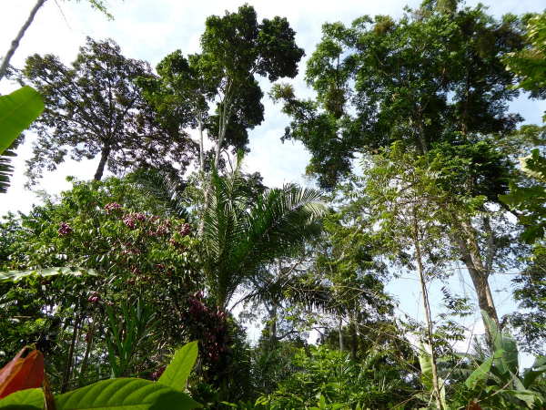 Canopée d'arbres associés à une cacaoyère agroforestière © Cirad, A. Nijmeijer