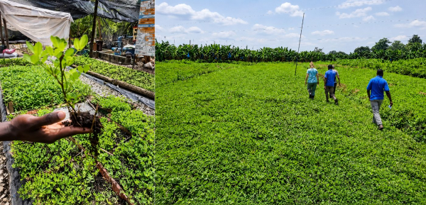 Mise en place de p&eacute;pini&egrave;res pour le changement d&rsquo;&eacute;chelle de l&rsquo;implantation d&rsquo;Arachis repens &copy; Luc De lapeyre, Cirad