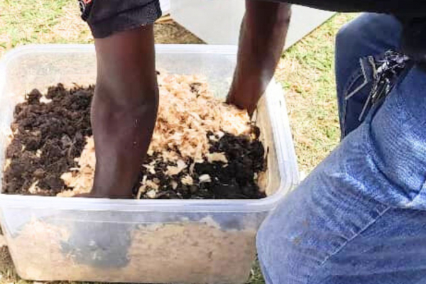 Préparation du vermis compost par mélange des matières organiques. © S. Koutchou, Cirad