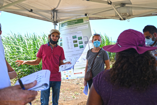 Mathias Christina et Pauline Viaud (Cirad) présentant l'essai SALSA