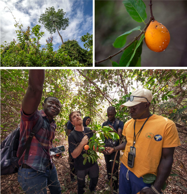 Les chercheurs et experts r&eacute;gionaux de la dynamique PRATAM se sont lanc&eacute;s dans un large inventaire participatif du patrimoine agro&eacute;cologique de Basse-Casamance.