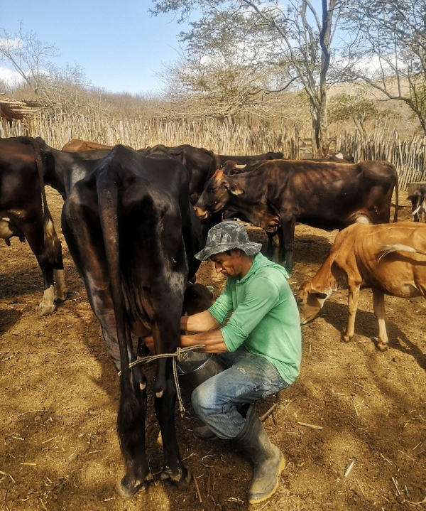 La production laiti&egrave;re constitue une source importante de revenus pour les agriculteurs familiaux du Cear&aacute;