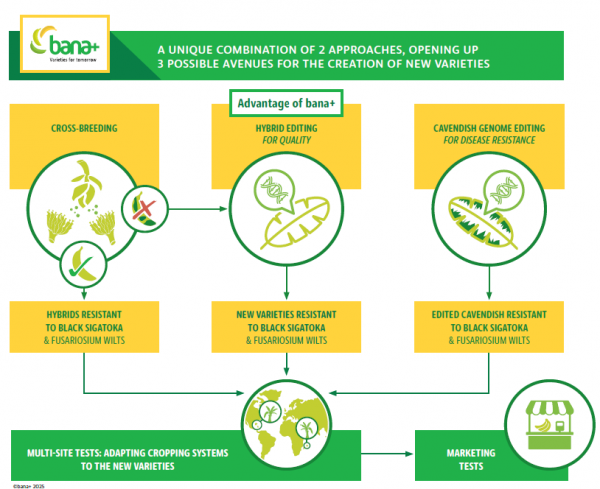 The three methods used by bana+