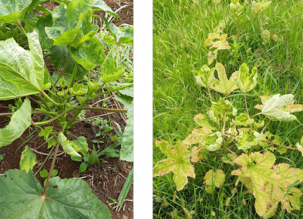 D&eacute;g&acirc;ts caus&eacute;s par la cicadelle sur gombo.&copy; Serge Simon, CIRAD.png