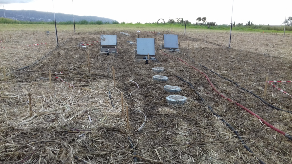 Micro-parcelles sur le SOERE PRO Réunion pour documenter les contributions de différents fertilisants à la nutrition de la canne