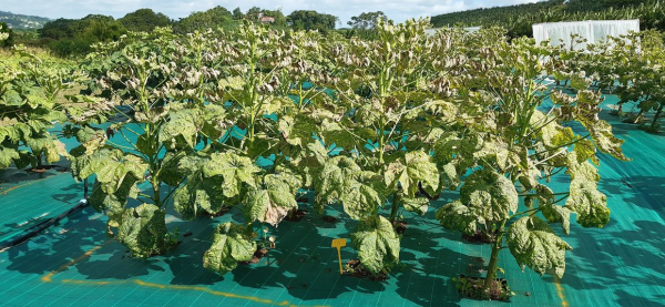 D&eacute;g&acirc;ts caus&eacute;s par la cicadelle sur gombo.&copy; Serge Simon, CIRAD.jpg