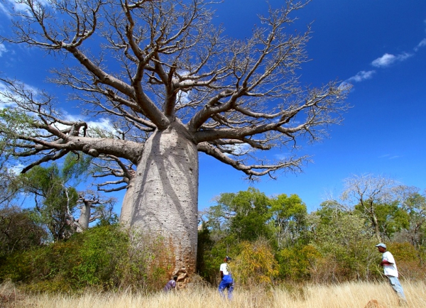 Madagascar has unparalleled biodiversity with 90 % endemic species © C. Cornu, CIRAD