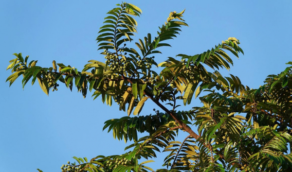 Yayamadou mar&eacute;cage (Virola surinamensis). &copy; Jacques Beauch&ecirc;ne
