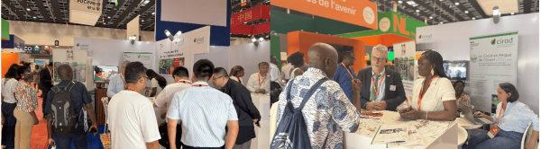 &copy; M.-G. Hodonou, Cirad