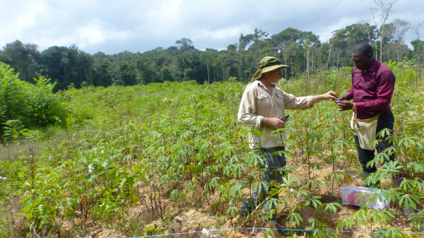 Abdoul-Raouf Sayadi Maazou (&agrave; droite) et Fabien Doare, ing&eacute;nieur agronome au Cirad, en train de collecter des &eacute;chantillons de manioc dans une exploitation guyanaise &copy; M. Chen, Cirad