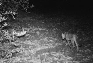 Chat devant la camera pi&egrave;ge
