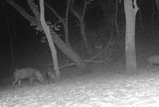 Potamoch&egrave;re sur une m&ecirc;me camera pi&egrave;ge