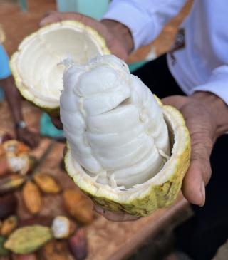 Cocoa pod open, showing healthy beans, in the hands of the farmer (© JM Roda)
