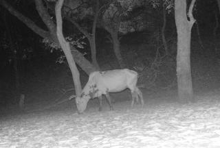 Un&nbsp;b&oelig;uf devant la cam&eacute;ra pi&egrave;ge