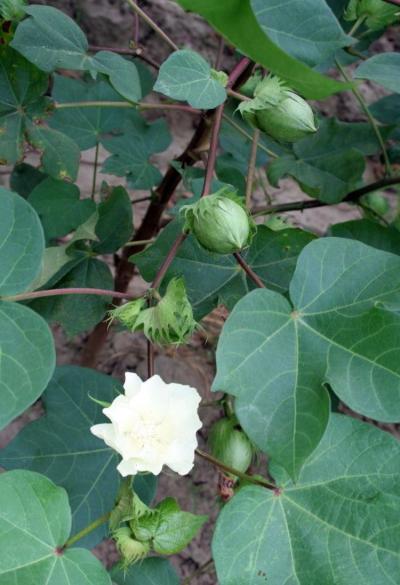 Branche fructifère de cotonnier : bouton floral, fleur blanche, jeune capsule verte et capsules plus âgées, sur la même branche, Chine. (© P. Silvie/Cirad)
